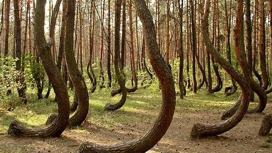 Кривой (пьяный) лес Шиловский район, Тырново