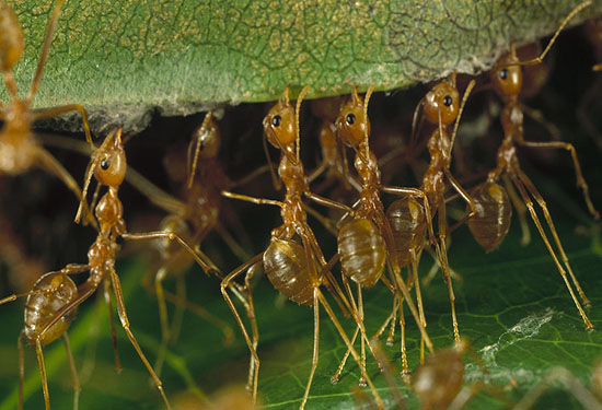 Atta и Acromyrmex
