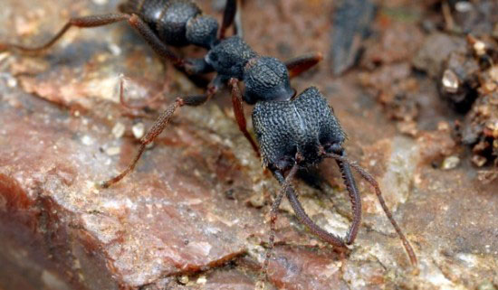 Atta и Acromyrmex
