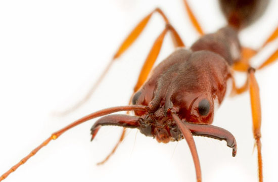 Atta и Acromyrmex