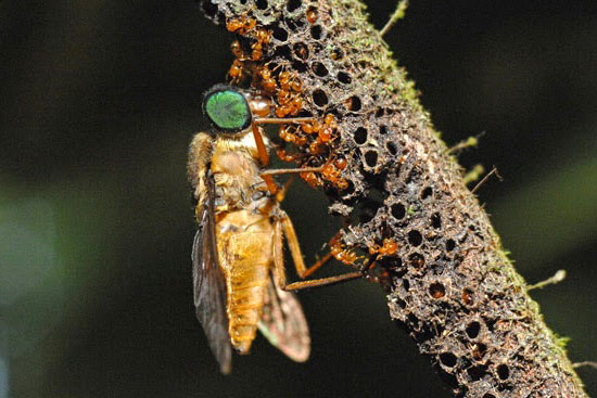 Atta и Acromyrmex