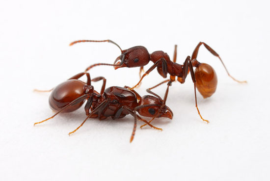 Atta и Acromyrmex